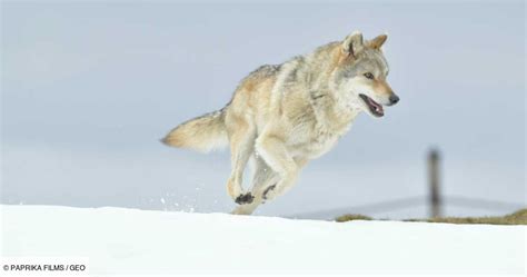 L'Odyssée du loup : un documentaire sur le destin d'un loup  .